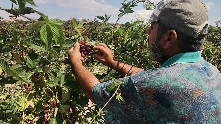 Kanser dahil birçok hastalığa şifa olan meyvenin Kayseri'de hasadına başlandı!