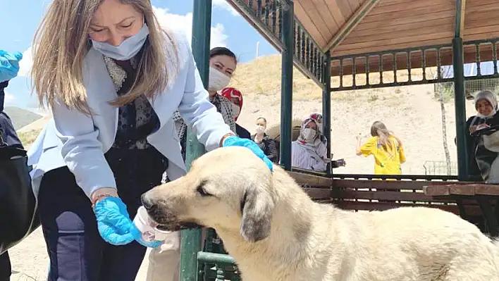 KAPININ ÖNÜNE BİR KAP SU, BİR KAP MAMA BIRAK