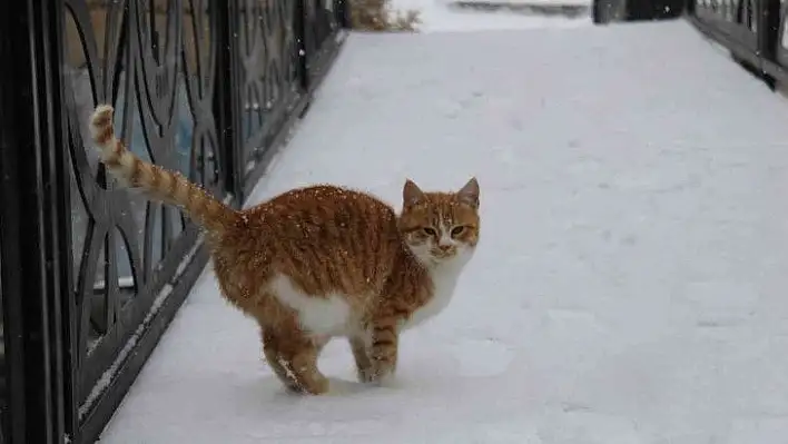 Bünyan'dan kar manzaraları...