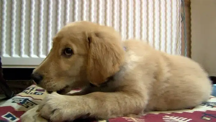 Kaybettiğini köpeğini sosyal medya aracılığıyla buldu
