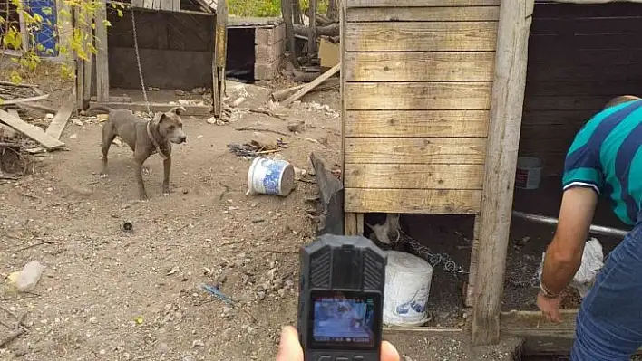 Kayseri'de 129 yasaklı ırk köpek kayıt altına alındı