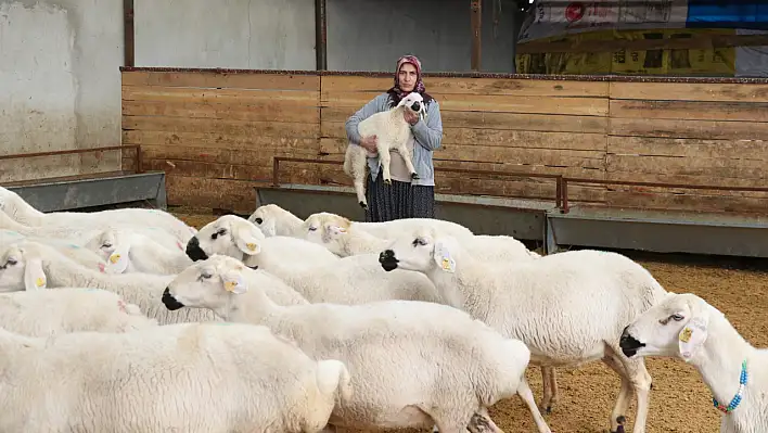 Kayseri'de 2 yılda koyunlarını 20 kat artırdı