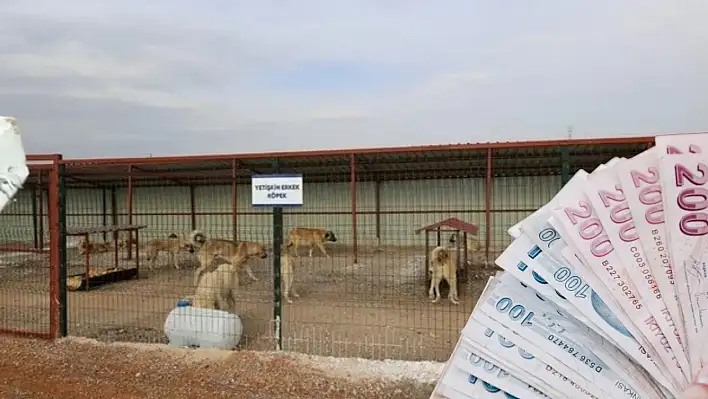 Kayseri'ye 20 dönümlük hayvan barınağı! Bakın kaç milyon TL'ye yapılacak?