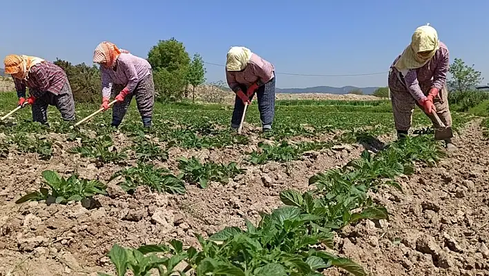 'Kayseri'de 700 çiftçi çiftçiliği bıraktı'