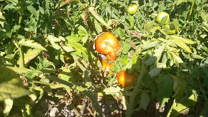 Kayseri'de ata tohumu domatesler sofraları şenlendiriyor