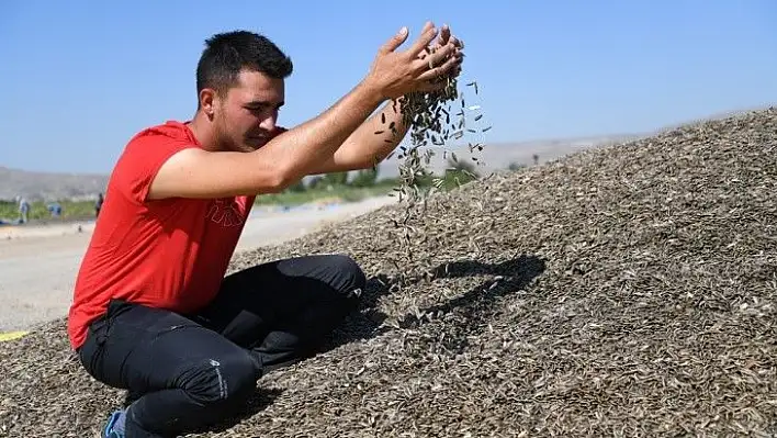 Hasat başladı