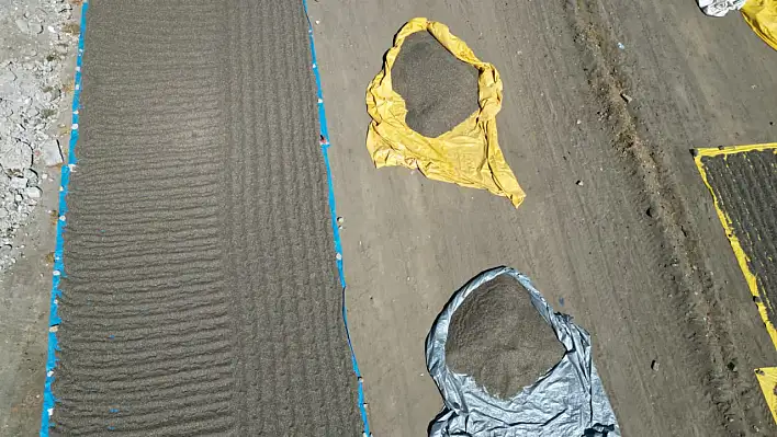 Kayseri'de ayçekirdeği hasadı başladı! Verim yüzde 30 düştü