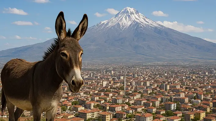 Kayseri'de bakın kaç eşek var?
