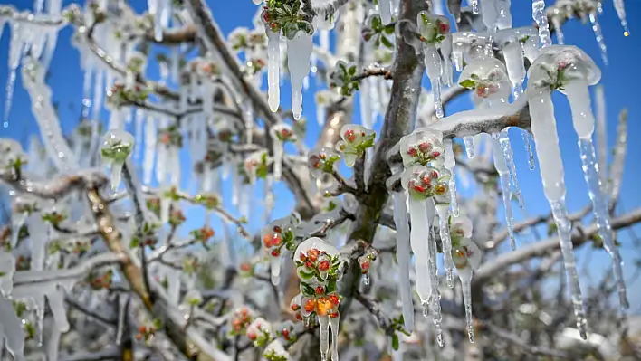 Kayseri'de bilanço ağır olmuştu! Müdürlük harekete geçti