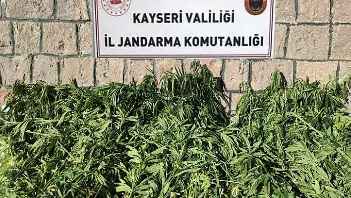 Bin 125 kök kenevir ele geçirildi