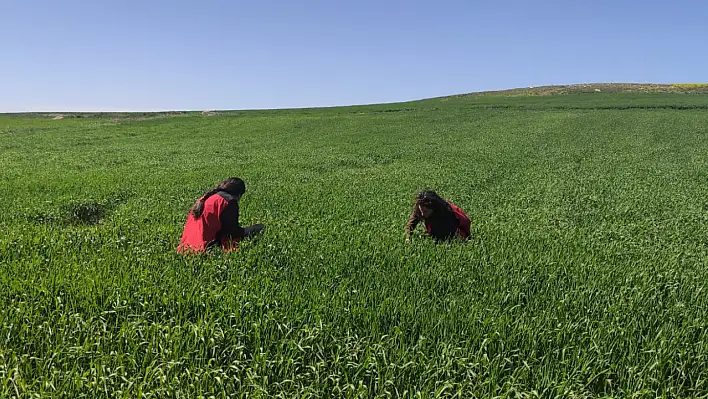 Kayseri'de böcek alarmı! Yine ortaya çıktı, sabahın erken saatlerinde ekipler o böceğin peşine düştü!