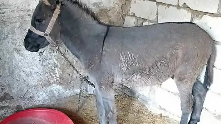 Kayseri'de bu da oldu! 'Acil satılık eşek' ilanı verdiler