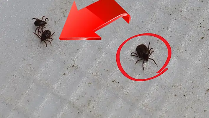 Kayseri'de de acı haberler art arda gelmişti! Öldüren keneler kışı bakın nerede geçiriyor?