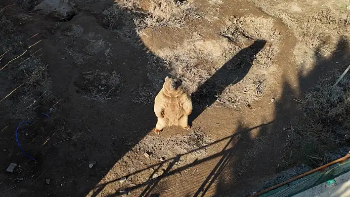 Kayseri'de eğlenceli anlar! Dron gören ayılar bakın ne yaptı?