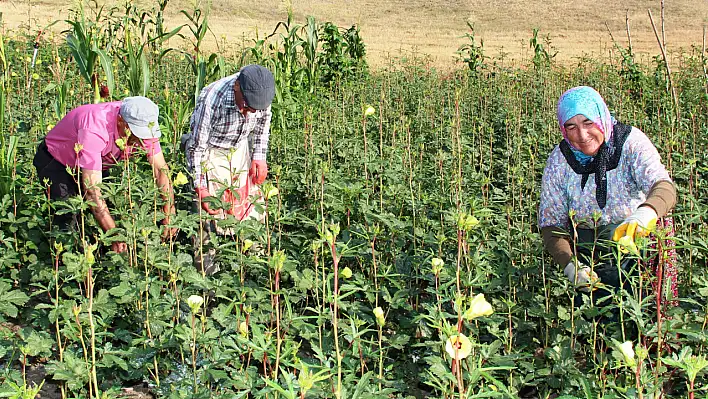 Kayseri'de esnaf etiketi kaldırdı! O meyvenin fiyatını gören kaçıyor