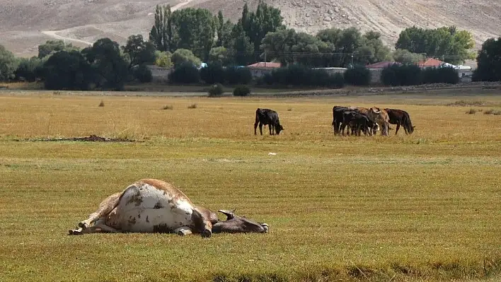 2 mahallede şarbon karantinası sürüyor