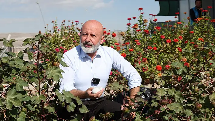 Kayseri'de ilk! Belediye tarafından pamuk yetiştirildi