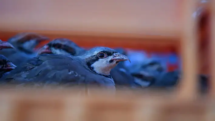 Kayseri'de 'Kenesavarlar' doğaya salındı
