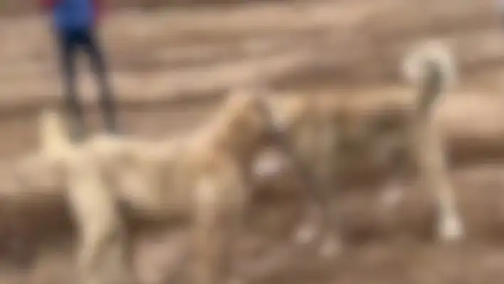 Kayseri'de köpek operasyonu