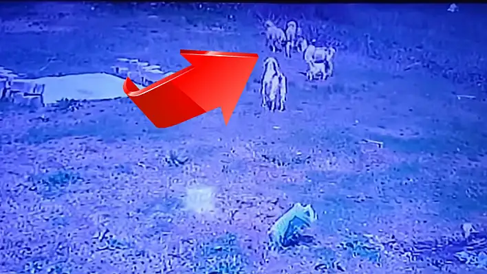 Kayseri'de korku dolu anlar! Köpekler böyle saldırdı! O anlar kameraya böyle yansıdı