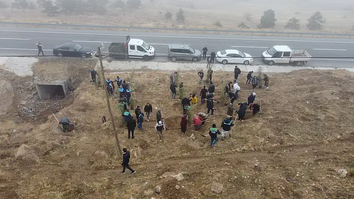 Kayseri'de o bölgenin rengi değişiyor! Bin 200 tane ekildi