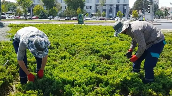 Kayseri'de o otlara karşı mücadele başladı