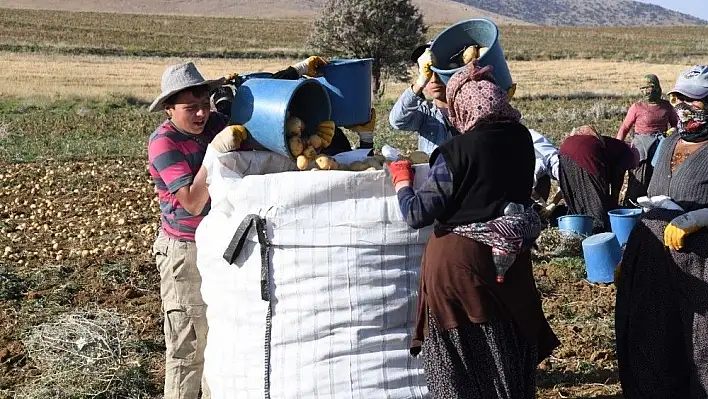 Kayseri'de patates hasadı başladı