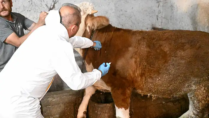 Kayseri'de şap hastalığı ile mücadele! İl Müdürü olay yerinde