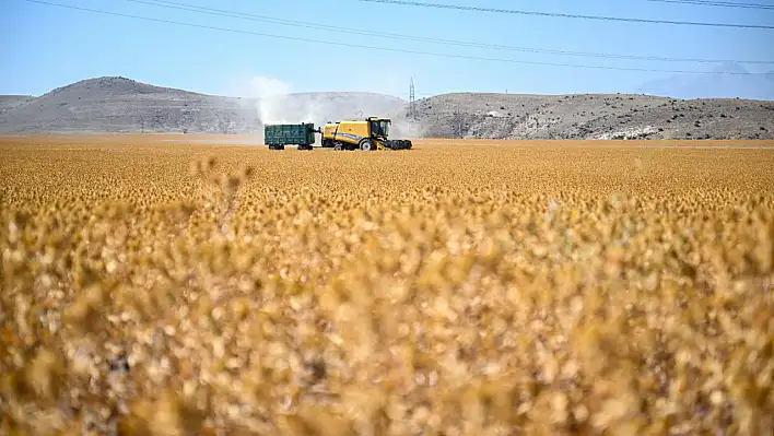 Kayseri'de 'sarı altın' hasadı başladı! Türkiye'nin açık ara zirvesinde