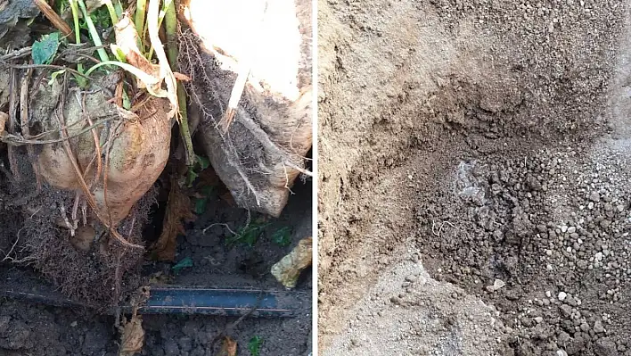 Kayseri'de şeker pancarı üretiminde bir devir kapanıyor! Maliyet bakın nasıl düşürüldü