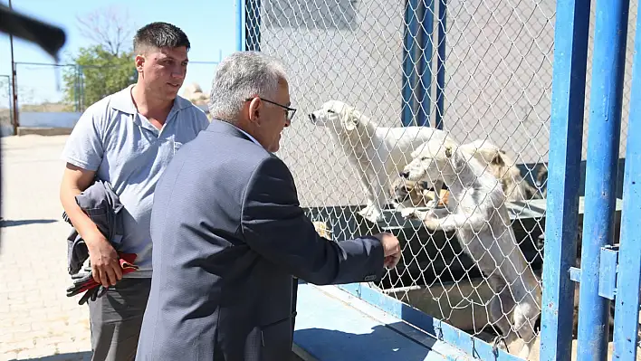 Kayseri'de sokak hayvanları unutulmadı!