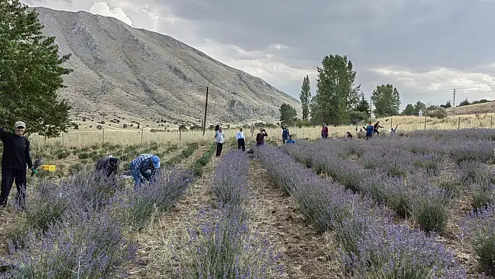 Kayseri'de şölen bitti hasat başladı