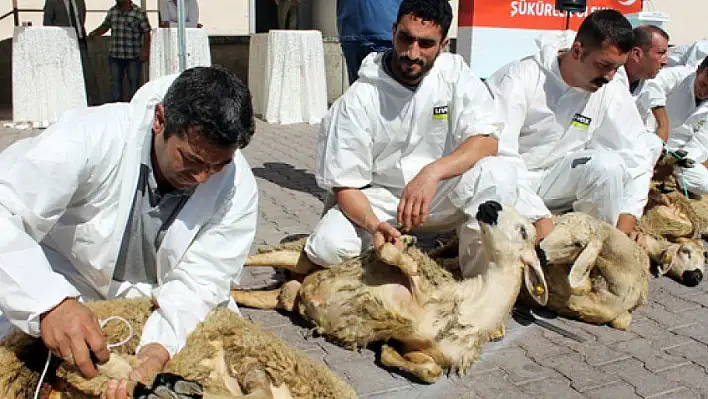 Kayseri'de 99 şükür kurbanı kesildi