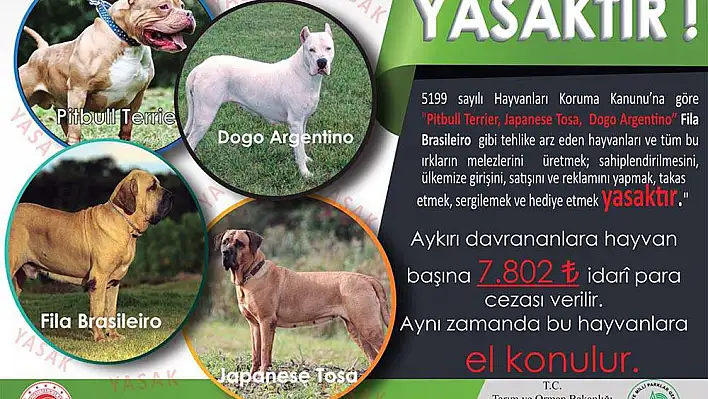 KAYSERİ'DE TEHLİKELİ KÖPEK ALARMI!