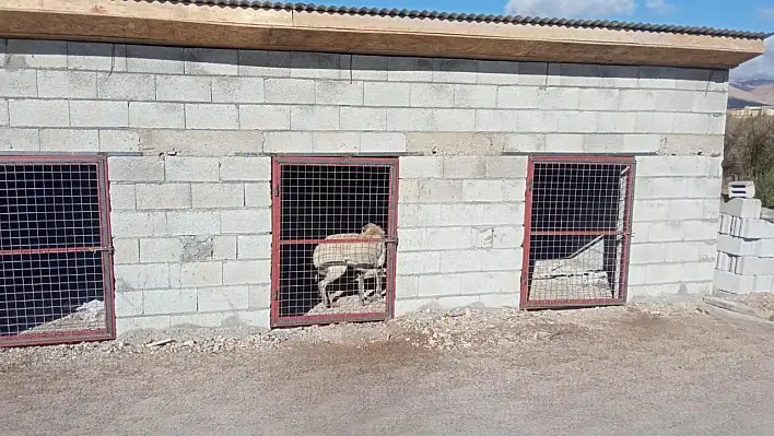 Kayseri'de yaşlı adam hayatını kaybetmişti! Belediye sokak hayvanları için harekete geçti