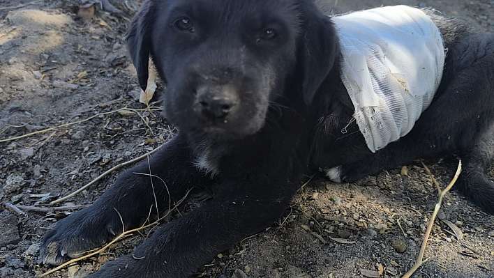 Kayseri'de yavru köpeğe saldırı