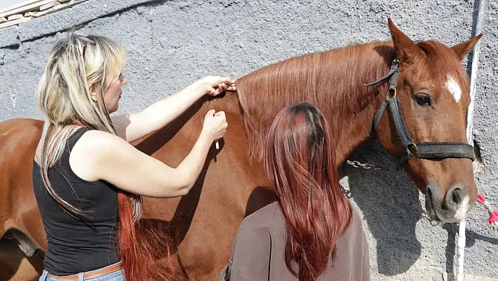 Kayseri'deki atlara kadın kuaförünün eli değdi