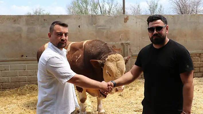 Kayseri'deki şampiyon boğanın alıcısı bakın kim çıktı? Kaç lira ödedi