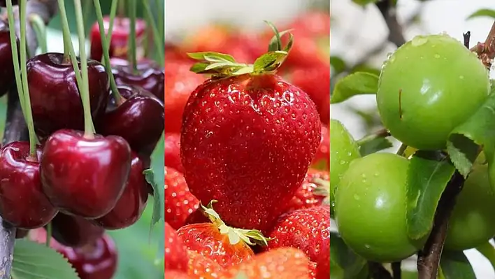 Kayseri halinde yaz meyvelerinin fiyatı belli oldu