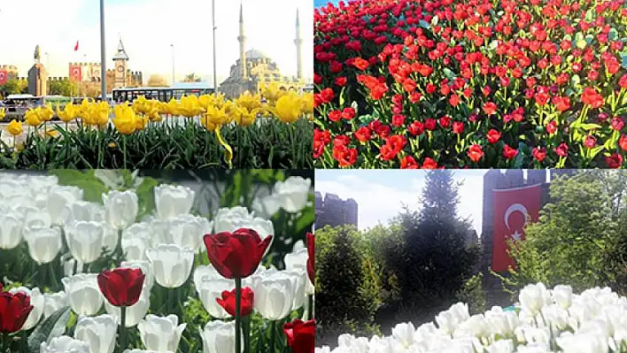 Kayseri Meydan'ında lale devri