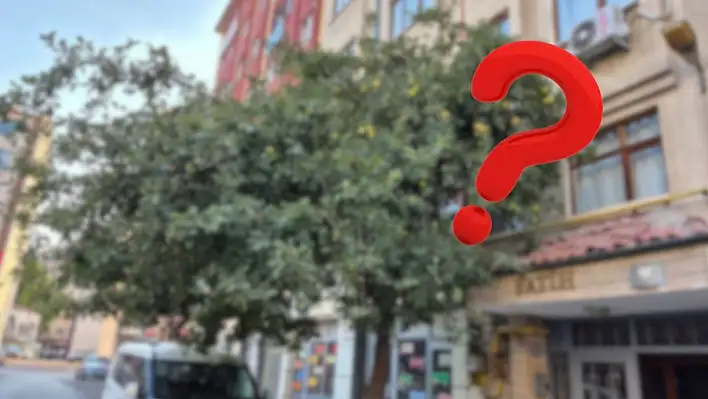 Kayseri'nin merkezinde! Bu ağacı görenler bir kez daha bakıyor