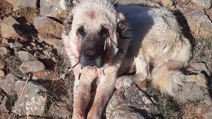 Kayseri'nin o ilçesinde kirpi kabusu!