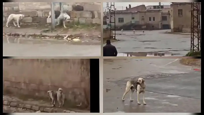 Kayseri'nin o mahallesinde köpek korkusu: Çocuklar okula gidemiyor!