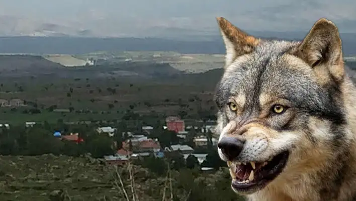 Kayseri'nin o mahallesinde korkutan olay! Kurdu bakın nerede, nasıl gördüler?