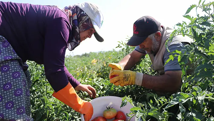 Kayseri'de sadece bir mahallede yetişiyor... Saklı lezzetin hasadı başladı