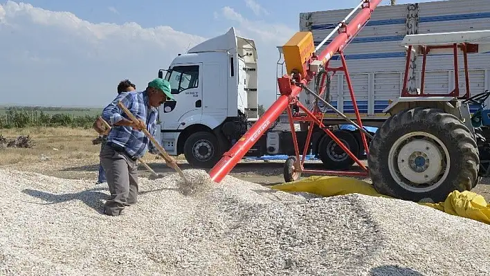 Kayseri Şeker ayçekirdeği baş fiyatını açıkladı
