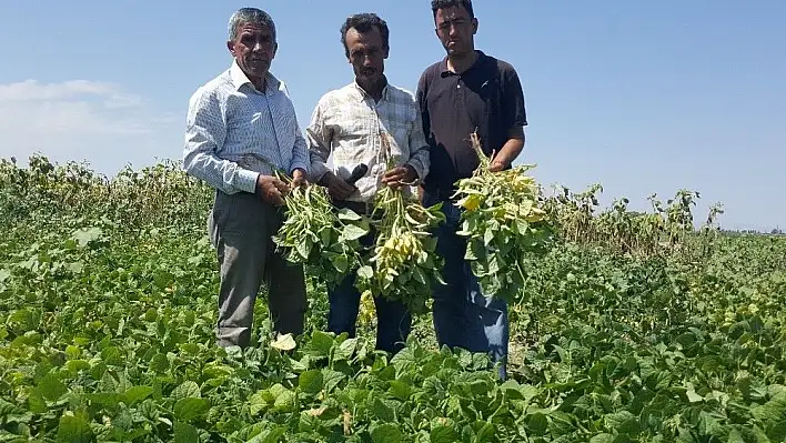 Kayseri Şeker'in sözleşmeli fasulye ekiminde hasat başladı