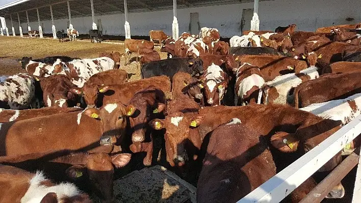 Kayseri Şeker Pandoğa Çiftliğine yeni düveler geldi