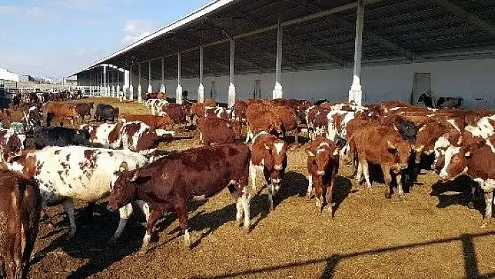 Kayseri Şeker 'Avrupa Kırmızısı' sığırları ithal etti