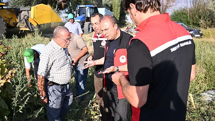 Kayseri üretimde Türkiye ikincisi: Kayserililer severek tüketiyor, hasadı başladı